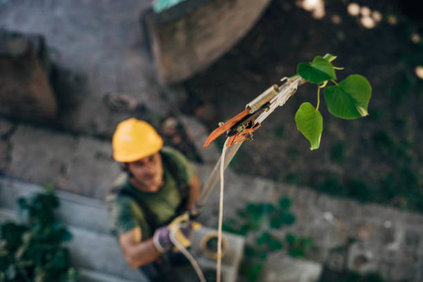 Tree Removal for Businesses in South Run, VA